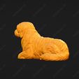 4203-Coton_De_Tulear_Pose_07.jpg Coton De Tulear Dog 3D Print Model Pose 07