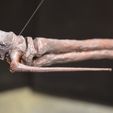 DSC_0053Cullts.jpg STL file Pteranodon skeleton・3D printer model to download