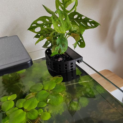 cattleya plants for sale Renanthera coccinea for Sale  Begin With Plants