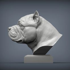 American_Bully1.jpg Archivo STL Modelo de impresión en 3D del busto de American Bully・Plan de impresión en 3D para descargar