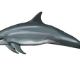 14-Delfin.png delfin