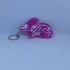 IMG_6691.jpeg Archivo STL gratis Esqueleto de conejo・Modelo para descargar y imprimir en 3D
