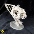 Snake_Head_3Demon-03.jpg Gaboon Viper Snake Skull