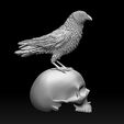 213213123.jpg bird crow