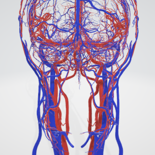cerebrovascular,-brain,-face,-hemisphere,-willis,-dental,-neck,-vein,-artery,-head,-cerebellum,-vasc.png 3D 头颈部血管解剖图 - 动脉、静脉和脑血管系统