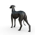 3.jpg Italian Greyhound