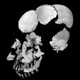 wf5.jpg Human skeleton set complete separable labelled bone names parts 3D model