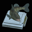 zander-open-mouth-tocenej-18.png fish zander / pikeperch / Sander lucioperca trophy statue detailed texture for 3d printing