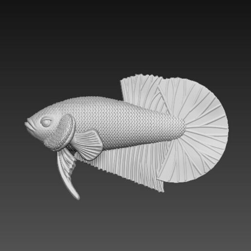 z5494606173796_ea78243293a2a55c8e1097da7b54cec5.jpg Betta Fish V3 - Ready For 3D Printing