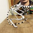 IMG_1736.jpeg Cat Skeleton [Articulated]