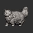 Persian-cat10.jpg Persian cat 3D print model