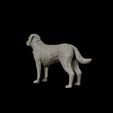 18.jpg Labrador Retriever model 3D print model