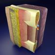 thoracic-wall-layers-3d-model-blend-20.jpg Thoracic wall layers 3D model