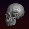 9.png Skull detailed