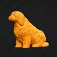 1321-Bearded_Collie_Pose_04.jpg Bearded Collie Dog 3D Print Model Pose 04