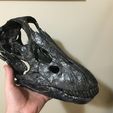 Diplodocus skull