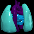 5.png 3D Model of Heart and Lungs