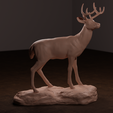 deer-side-2.png Whitetail Deer