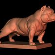 7.jpg American Bully Pocket