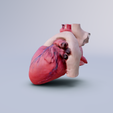 humain-heart-side.png Photorealistic 3D Model of the Human Heart - Anatomically Accurate and Detailed