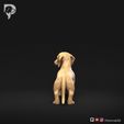 Dachshund-Miniature-Smooth-Haired-Pose-03-Dog-3D-Print-6s.jpeg Teckel miniature à poil lisse Pose 03