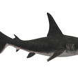 hammerhaed shark2.png Real hammerhead shark