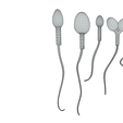 Wire-5.png Sperm Morphology: Normal and Abnormal