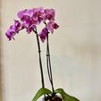 undefined-1.jpg Flower pot with overflow tray