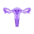 uterus Straight LQ.stl 子宫解剖模型