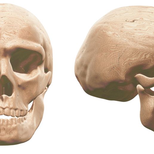 4.jpg Human Evolution: exclusive pack of 5 skulls