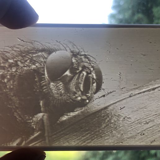 Fly on leaf - 3D model önizlemesi