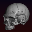 15.png Skull detailed