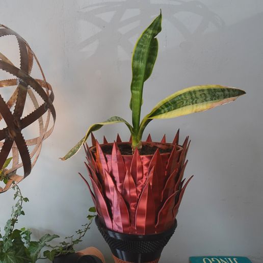 Snake Plant (Mother-in-Law's Tongue) inspired plant pot holder