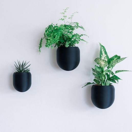 hanging plant for sale Ribbon (Spider) Plant