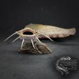 Front.jpg Wels Catfish Silurus glanis