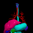 16.png 3D Model of Cardiovascular System, Thorax and Abdomen