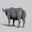 R04.jpg african buffalo pose 01