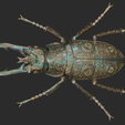 detailed-stag-beetle-verdegris-2.png Stag beetle with ornamental details