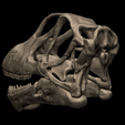 6.png Череп маменчизавра
