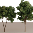 Tree-1.png Trees