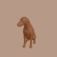 Bedlington_Terrier_0015.jpg Bedlington Terrier Dog in Sitting Pose