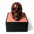 front500px.jpg Anatomical Human Male Skull(updated 11/7/2020)