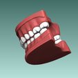 6.jpg Set of Teeth Dental Model