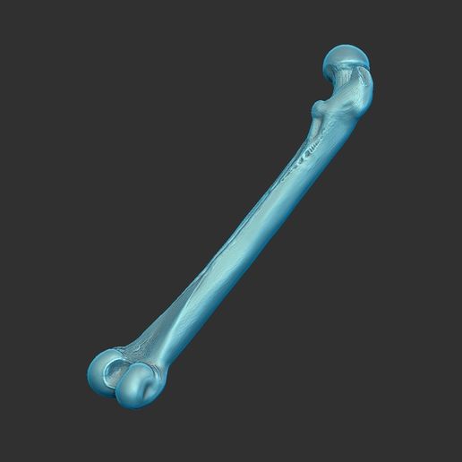 レア！ キリン ★ 大腿骨（femur leg bone） 大腿骨の解剖模型 - 1100 - Sawbones/Pacific Research Labs - 実習用