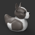 BostduckTerrier.182.png Bostduck Terrier - Boston Terrier (COLORED FILES)
