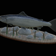 salmo-salar-1-14.png Atlantic salmon / salmo salar / losos obecný fish underwater statue detailed texture for 3d printing