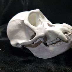20171223_211834.jpg STL-Datei High Resolution Replica Scan Chimpanzee Skull Full Size・3D-druckbare Vorlage zum herunterladen