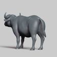 R04.jpg african buffalo pose 03