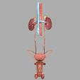 1200.jpg Genito-urinary tract male 3D model 3D model