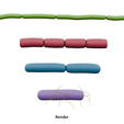Bacillus_Render_0.png Bacillus Bacteria